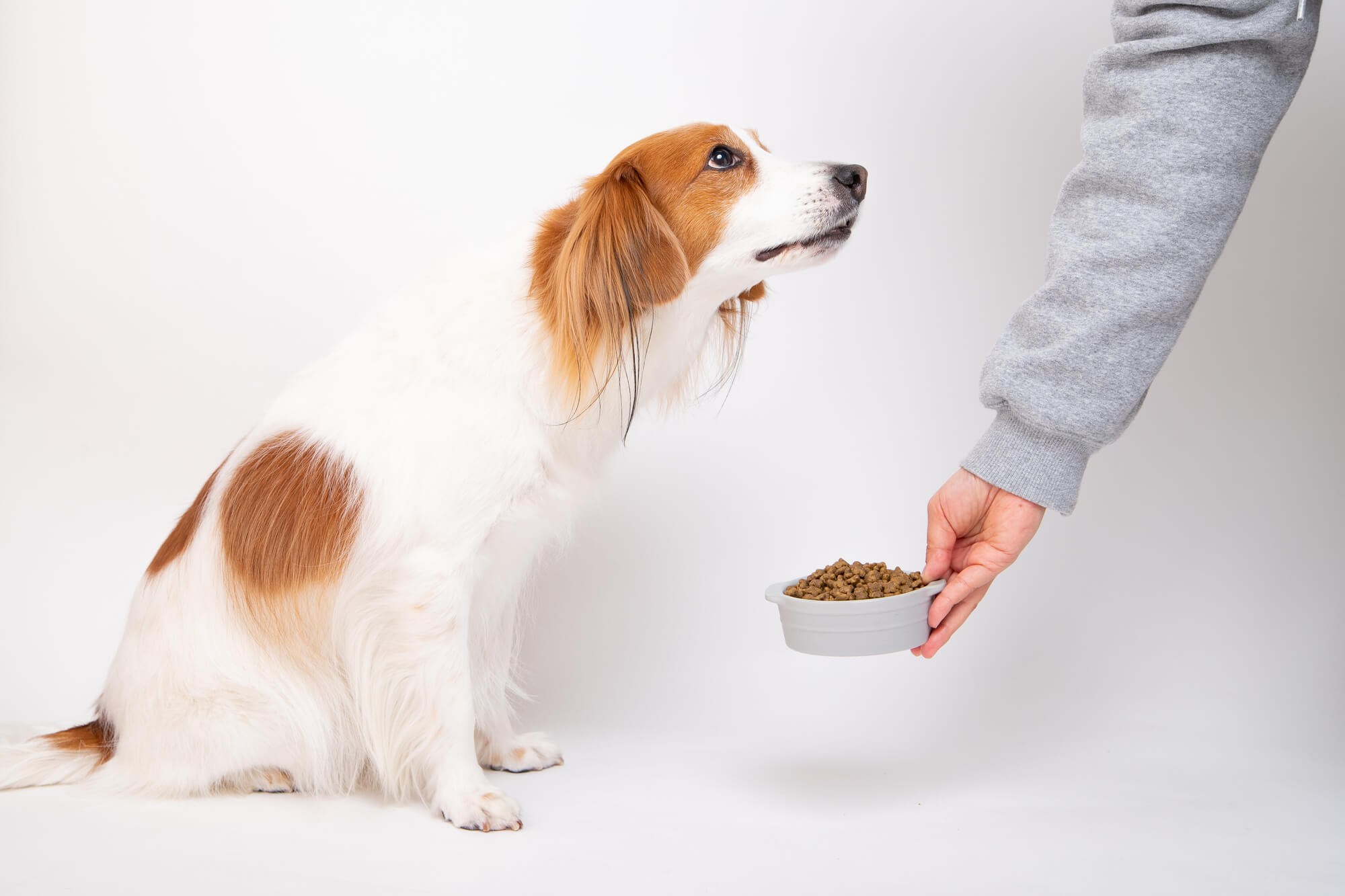 オリジンドックフードのメリットやおすすめポイントをご紹介